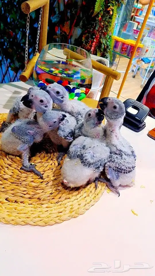 فروخ كاسكو إنتاج محلي 2750ريال تم البيع 29