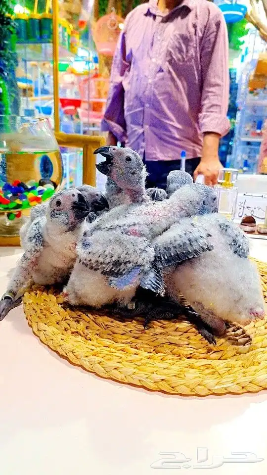 فروخ كاسكو إنتاج محلي 2750ريال تم البيع 3