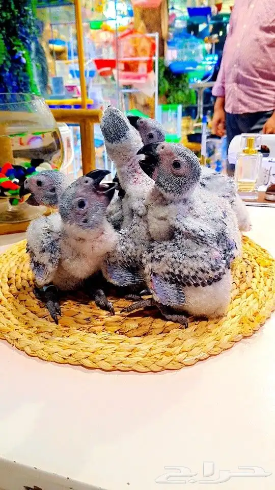 فروخ كاسكو إنتاج محلي 2750ريال تم البيع 13