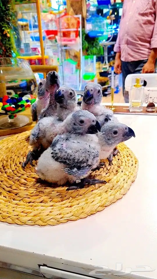 فروخ كاسكو إنتاج محلي 2750ريال تم البيع 14