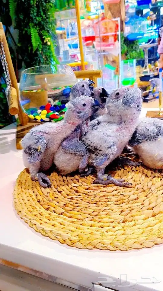 فروخ كاسكو إنتاج محلي 2750ريال تم البيع 2