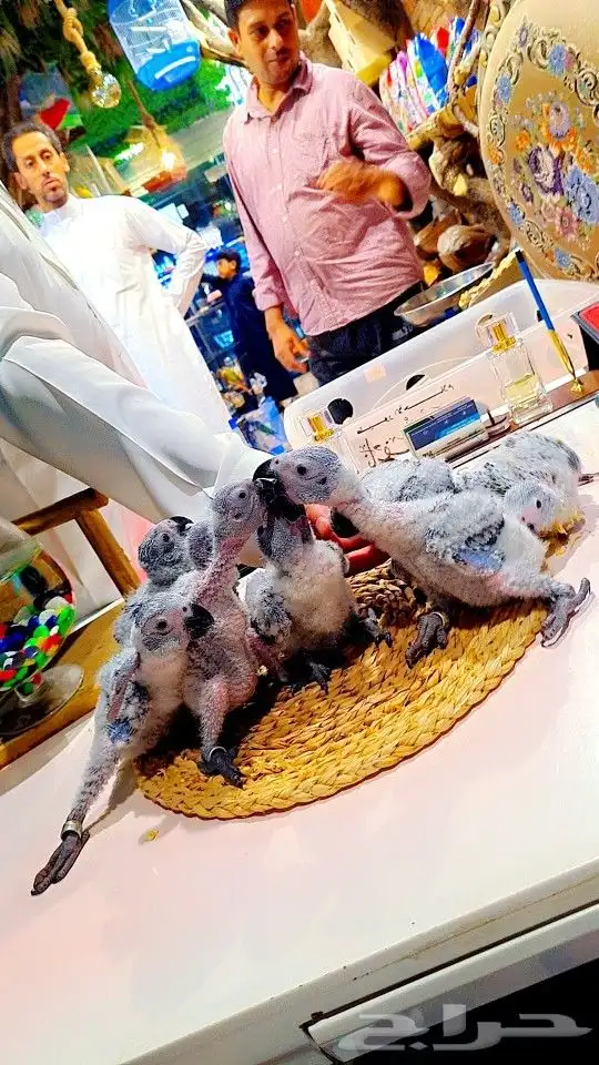 فروخ كاسكو إنتاج محلي 2750ريال تم البيع 11