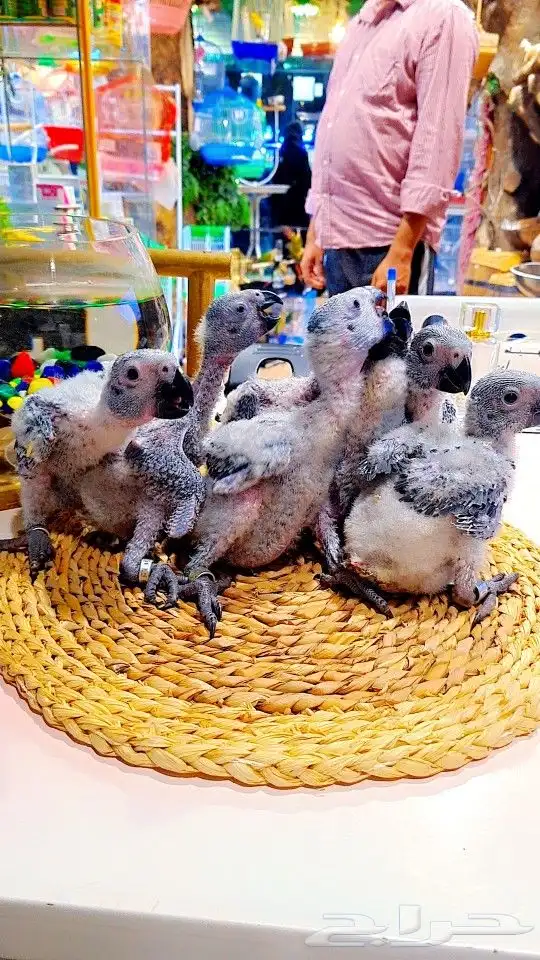 فروخ كاسكو إنتاج محلي 2750ريال تم البيع 17