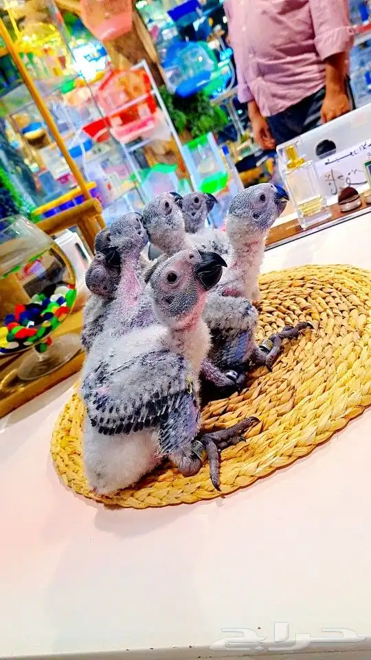 فروخ كاسكو إنتاج محلي 2750ريال تم البيع 33