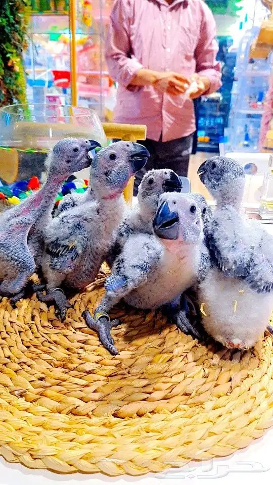 فروخ كاسكو إنتاج محلي 2750ريال تم البيع 30