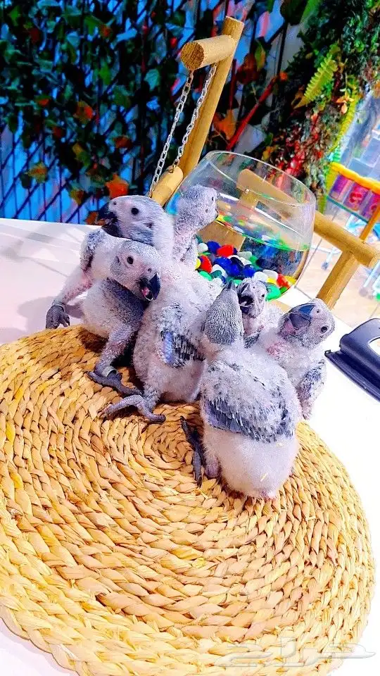 فروخ كاسكو إنتاج محلي 2750ريال تم البيع 5