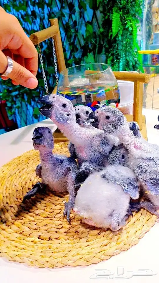 فروخ كاسكو إنتاج محلي 2750ريال تم البيع 24