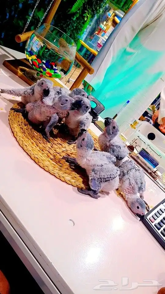 فروخ كاسكو إنتاج محلي 2750ريال تم البيع 10