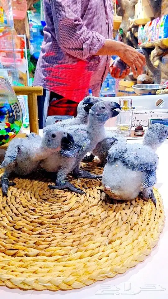 فروخ كاسكو إنتاج محلي 2750ريال تم البيع 25