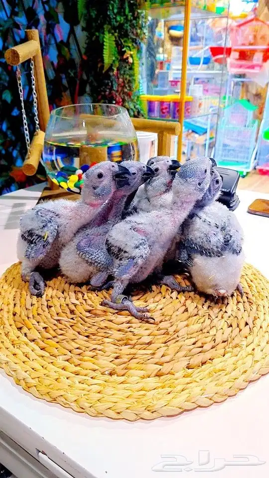 فروخ كاسكو إنتاج محلي 2750ريال تم البيع 8