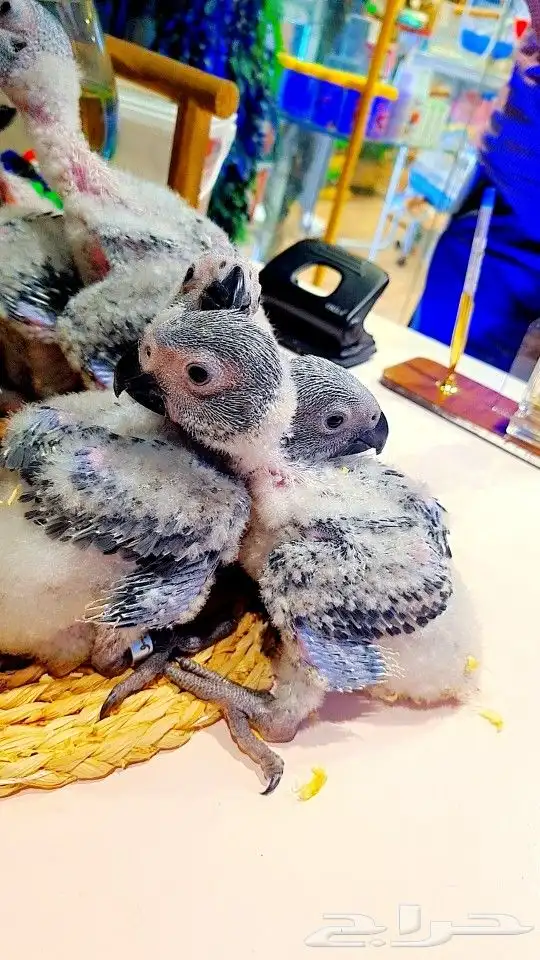 فروخ كاسكو إنتاج محلي 2750ريال تم البيع 28