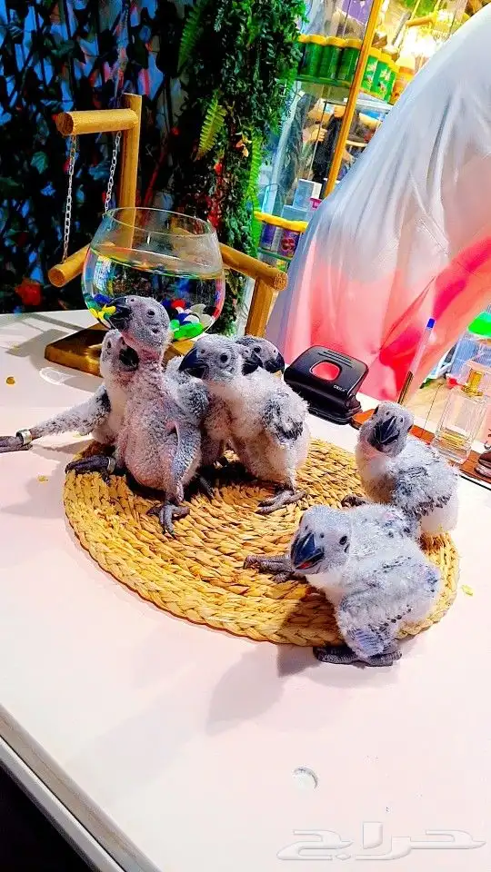 فروخ كاسكو إنتاج محلي 2750ريال تم البيع 4