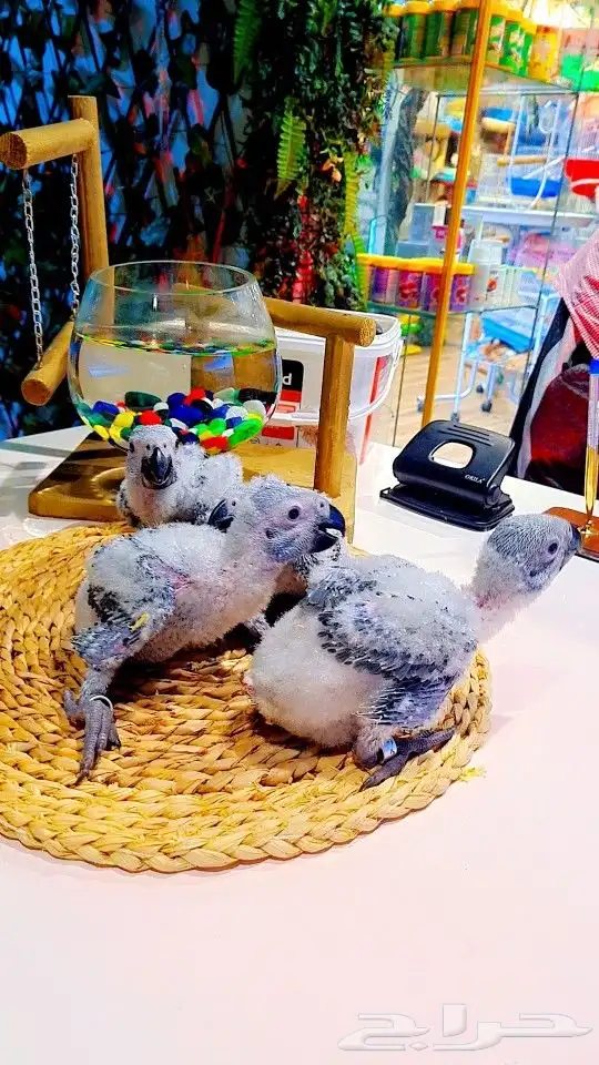 فروخ كاسكو إنتاج محلي 2750ريال تم البيع 21