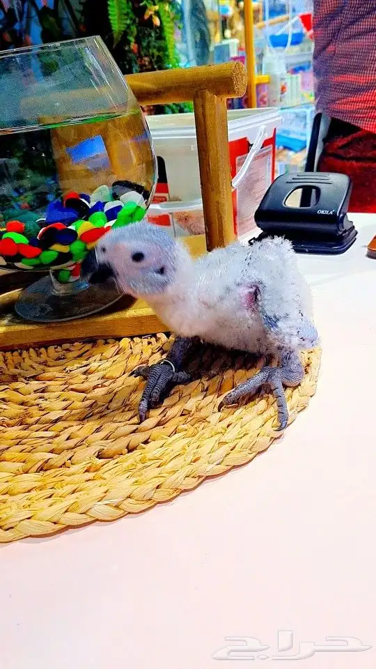 فروخ كاسكو إنتاج محلي 2750ريال تم البيع 20