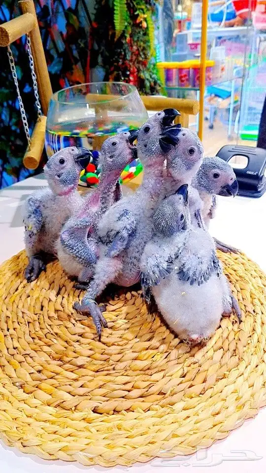 فروخ كاسكو إنتاج محلي 2750ريال تم البيع 38