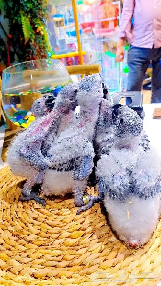 فروخ كاسكو إنتاج محلي 2750ريال تم البيع 19