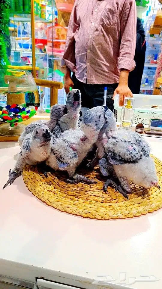 فروخ كاسكو إنتاج محلي 2750ريال تم البيع 1