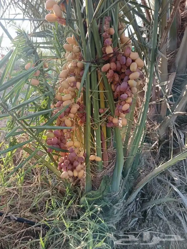نخل وجثايث القصيم اسعار مقوله نخل طيب 5