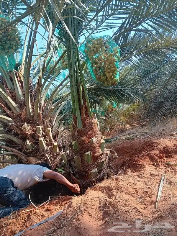 سلام عليكم ورحمة الله وبركاته نحن نعمل في قلع وغرس وتوريد 9