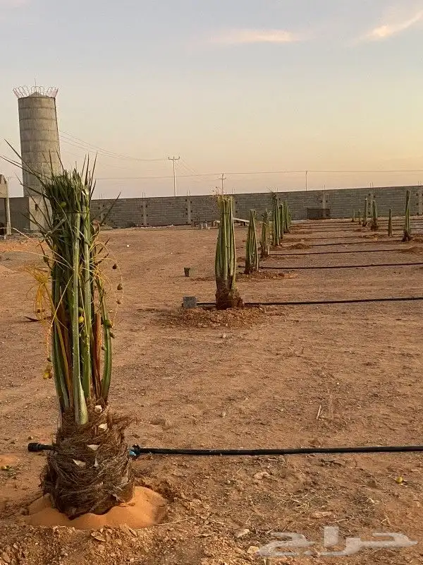 سلام عليكم ورحمة الله وبركاته نحن نعمل في قلع وغرس وتوريد 0