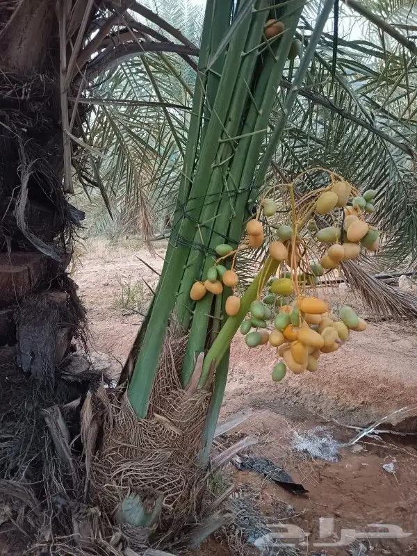 نخل وجثايث القصيم اسعار مقوله نخل طيب 1