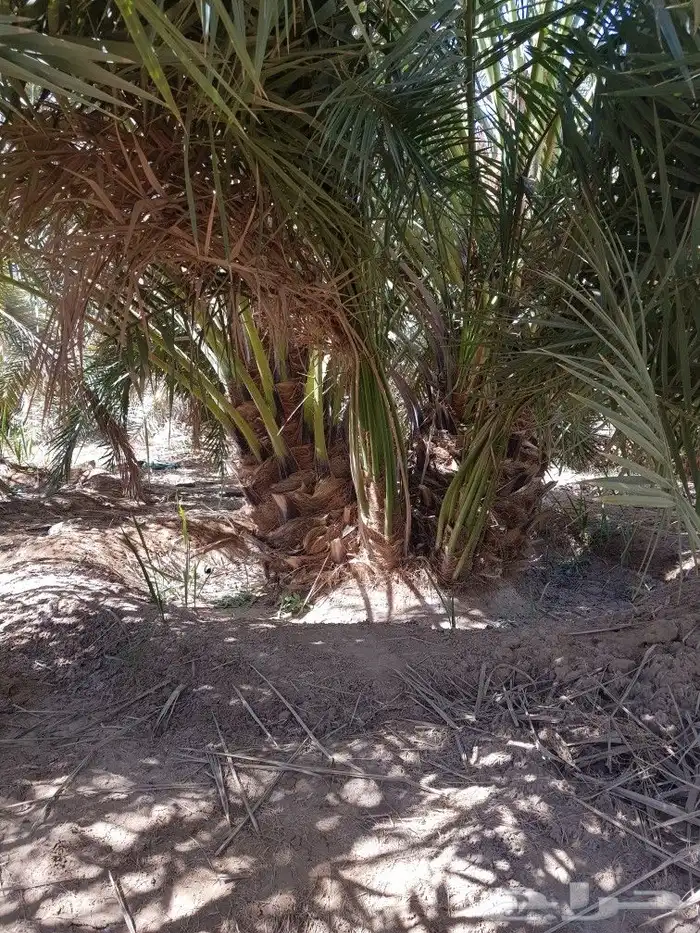 اصنا _ فسايل 2