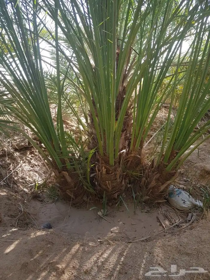 اصنا _ فسايل 6