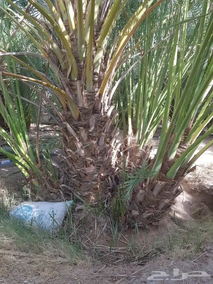 اصنا _ فسايل 7