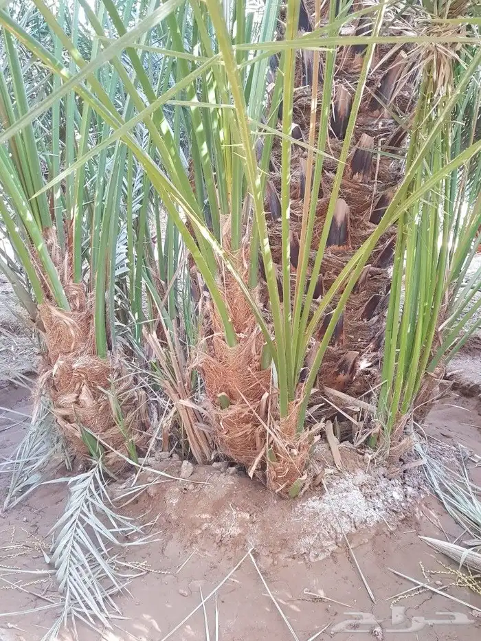 اصنا _ فسايل 4