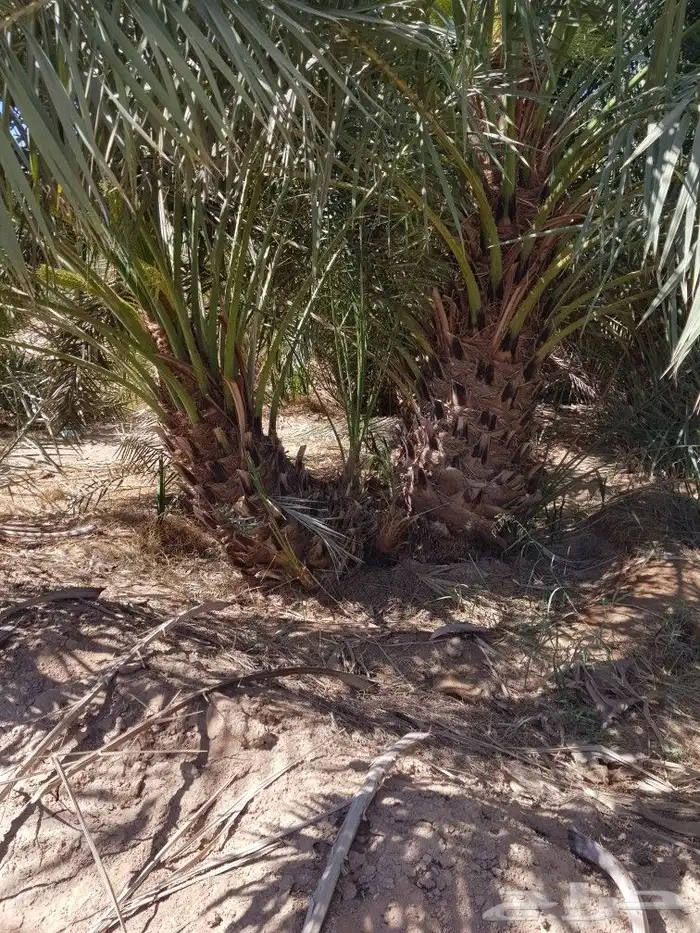 اصنا _ فسايل 1