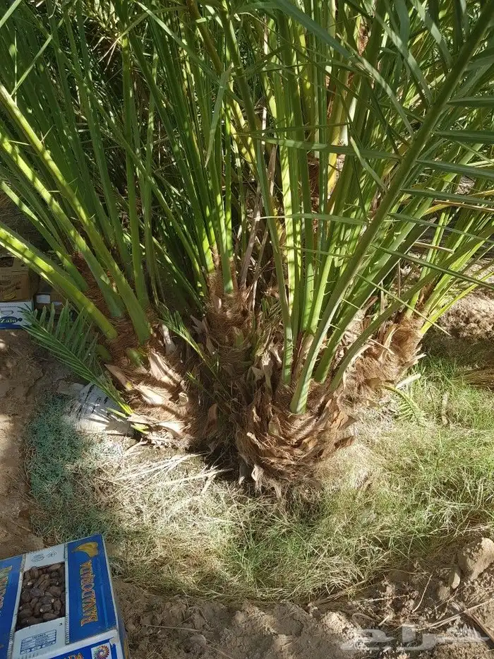 اصنا _ فسايل 5