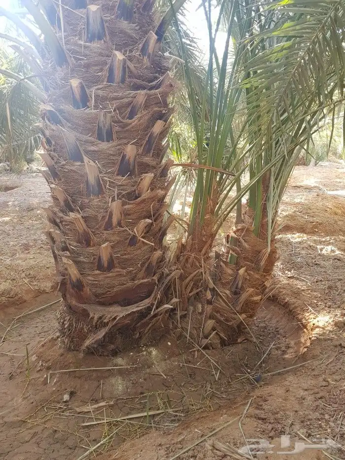 اصنا _ فسايل 3