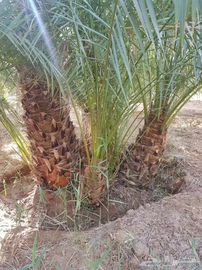 اصنا _ فسايل 0