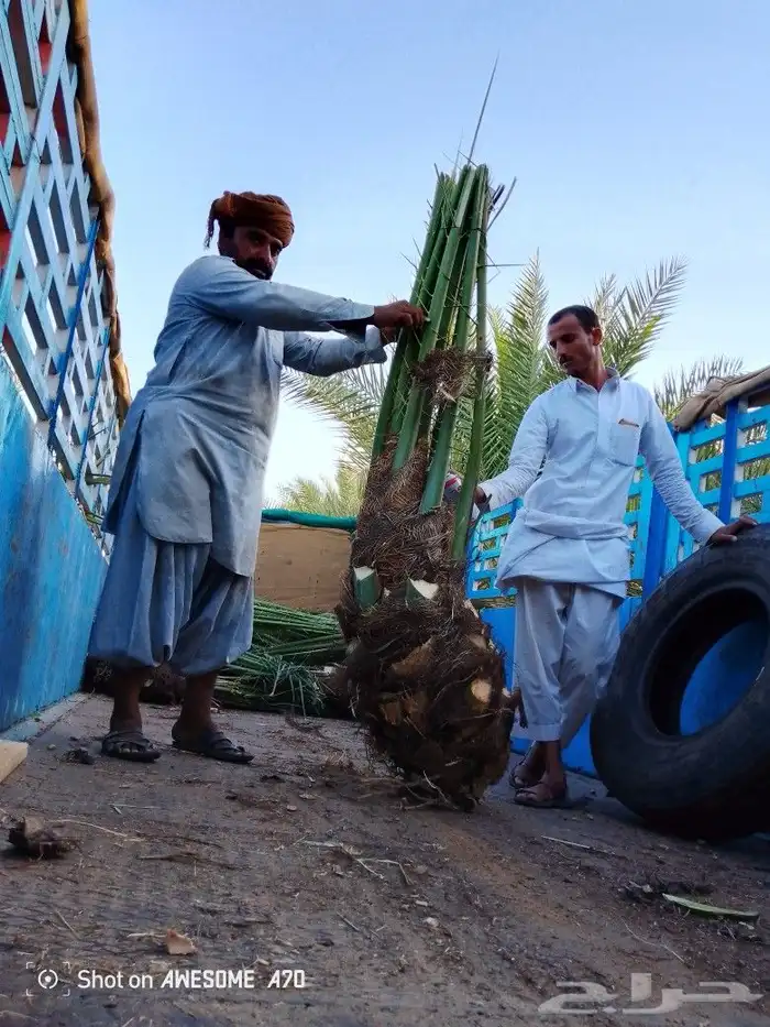 نخل وجثايث القصيم اسعار مقوله نخل طيب 3