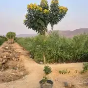 ابو سيد لتنسيق الحدائق العامة والخاصة وزراعه جميع انواع النخ 8