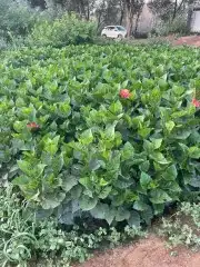 ابو سيد لتنسيق الحدائق العامة والخاصة وزراعه جميع انواع النخ 6