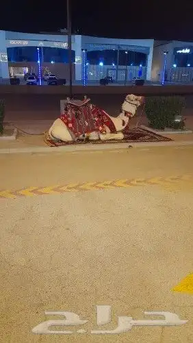 ايجار سياسي وايجار جمال وايجار خيول ايجار زلول 8