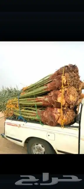 نخل القصيم المثمرة 7