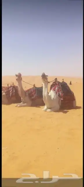 اجار جمال واخيول رحايل وراكبي 4