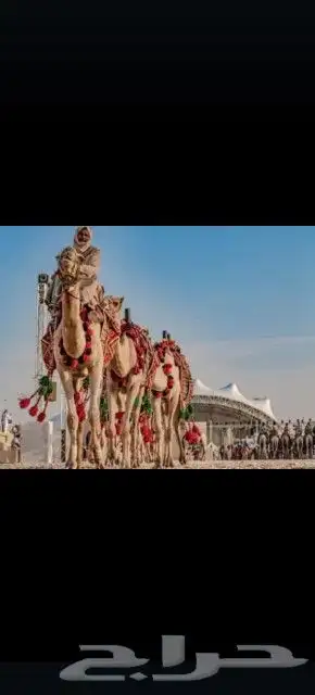 اجار جمال واخيول رحايل وراكبي 3