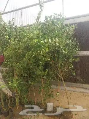 ابو سيد لتنسيق الحدائق العامة والخاصة وزراعه جميع انواع النخ 4