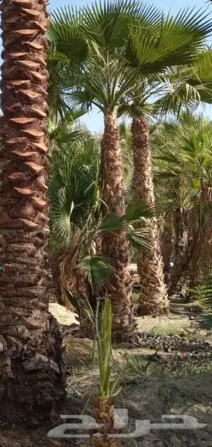 ابو سيد لتنسيق الحدائق العامة والخاصة وزراعه جميع انواع النخ 0