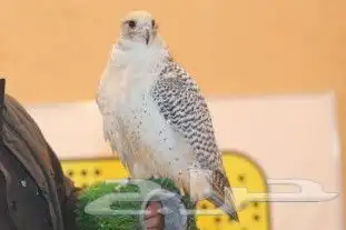 اجار جمال واخيول رحايل وراكبي 10