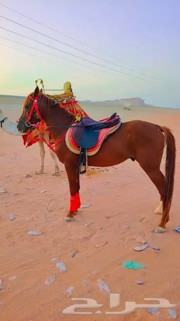 اجار جمال واخيول رحايل وراكبي 13