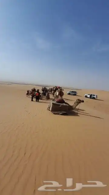 ايجار سياسي وايجار جمال وايجار خيول ايجار زلول 7