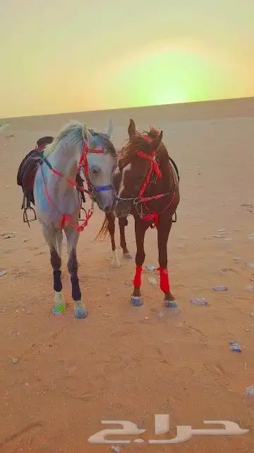 اجار جمال واخيول رحايل وراكبي 17