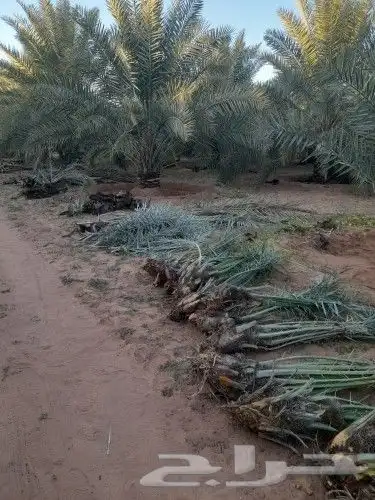 قلاع وغرس وتكريب وتنظيف النخيل 0