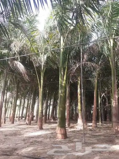 ابو سيد لتنسيق الحدائق العامة والخاصة وزراعه جميع انواع النخ 1