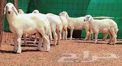 حري بهم مشروط الصحة والنظافة للرحلات وللثلاجة تم البيع 1
