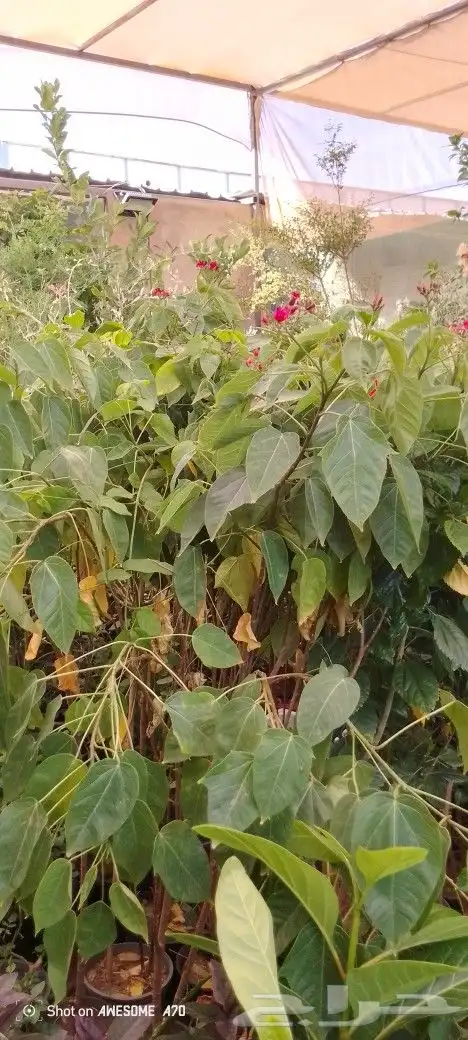 مشتل الزناتي للزراعه الاشجار والزهور والصيانات تنسيق حدائق 7